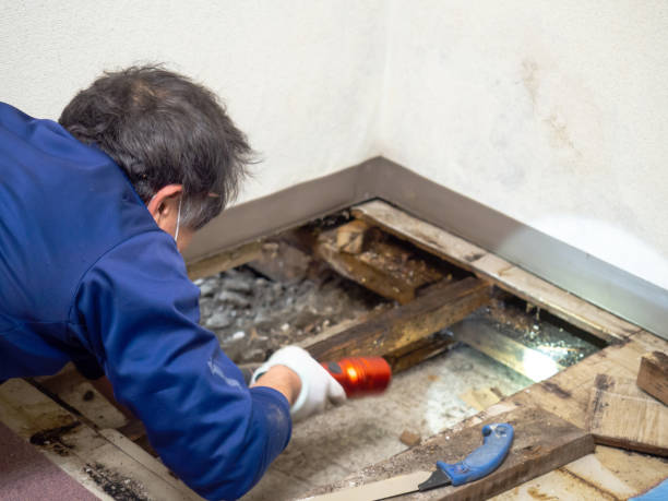 Best Water Damage Restoration  in Lawrencevle, IL