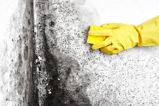 Best Office Mold Removal Services  in Lawrencevle, IL