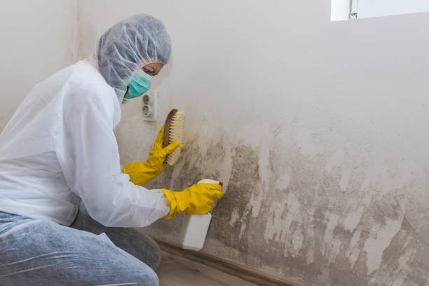 Mold Testing and Removal in Lawrenceville, IL