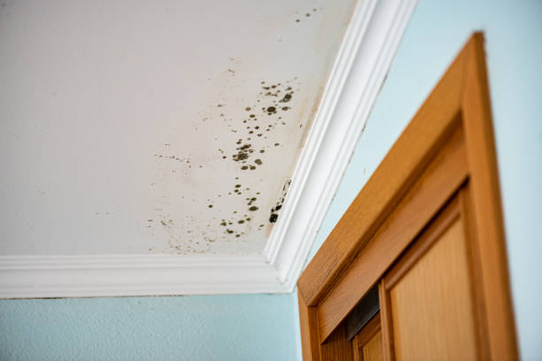 Best Affordable Mold Removal  in Lawrencevle, IL