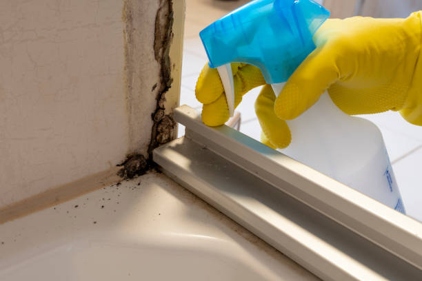 Professional Mold Removal in Lawrenceville, IL