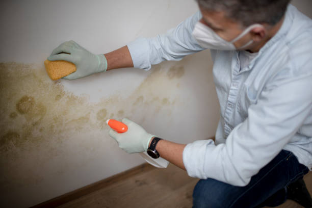 Best Black Mold Removal  in Lawrencevle, IL