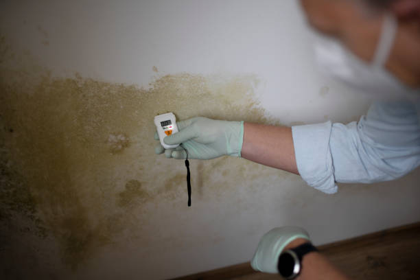 Best Mold Remediation  in Lawrencevle, IL