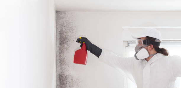 Best Professional Mold Removal  in Lawrencevle, IL