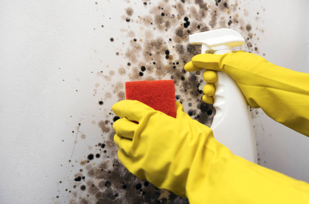 Best Fast Mold Removal  in Lawrencevle, IL