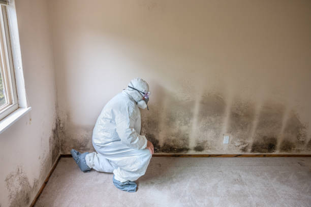 Best Home Mold Removal  in Lawrencevle, IL