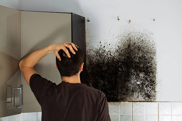 Best Mold Testing  in Lawrencevle, IL